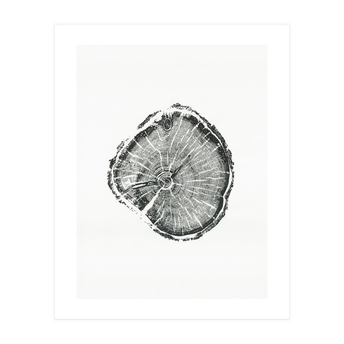 Tree Ring Print, Albion Basin, Utah, Pine Tree Print (Print Only)