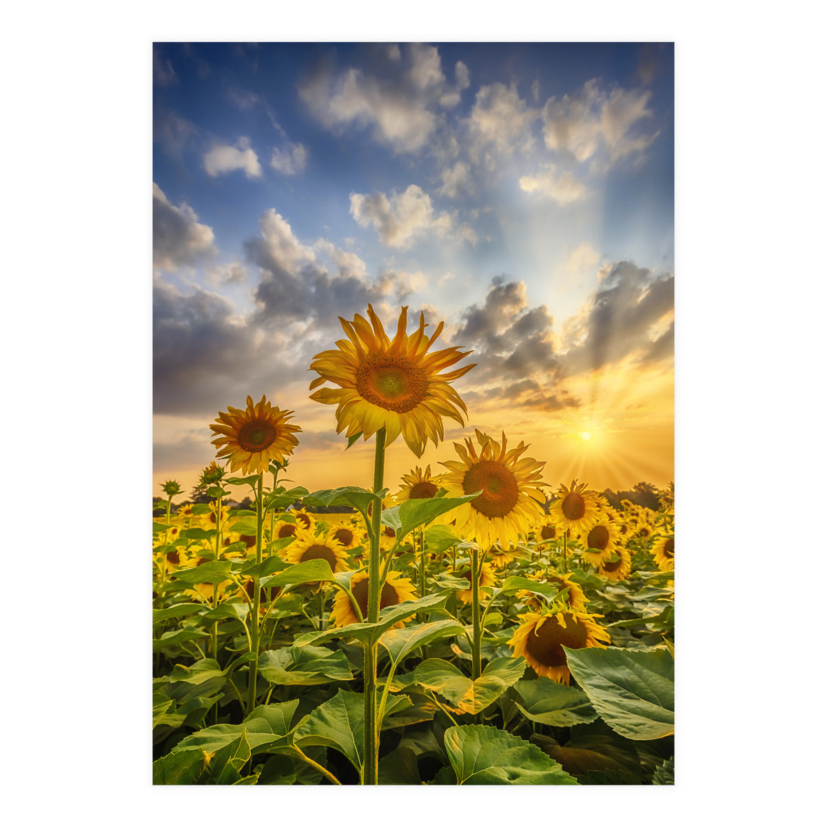 Sunset with beautiful sunflowers (Print Only)