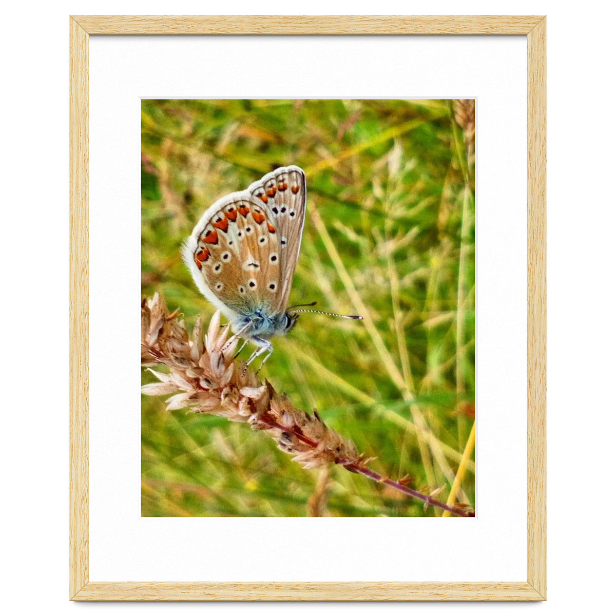 Butterfly in the meadow