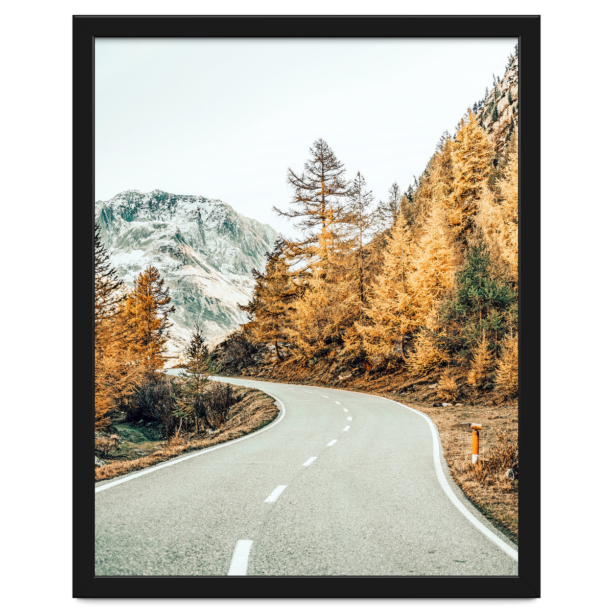 Snow and Golden Pine