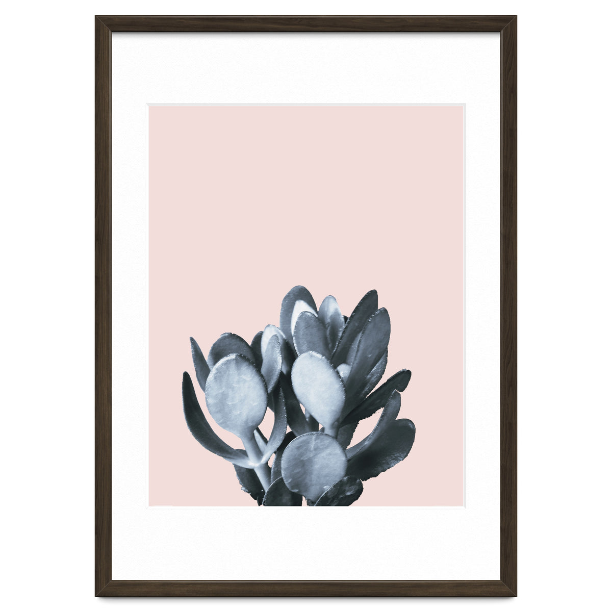 Cactus collection BL-II