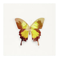 Tropical Butterfly (Print Only)