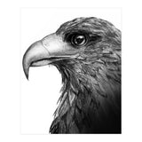 Harris's Hawk (Print Only) thumbnail