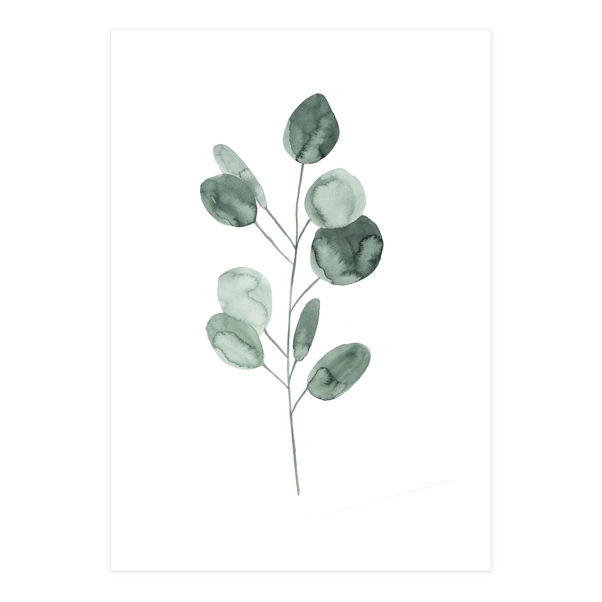 Botanical Illustration Eukalyptus2 (Print Only)