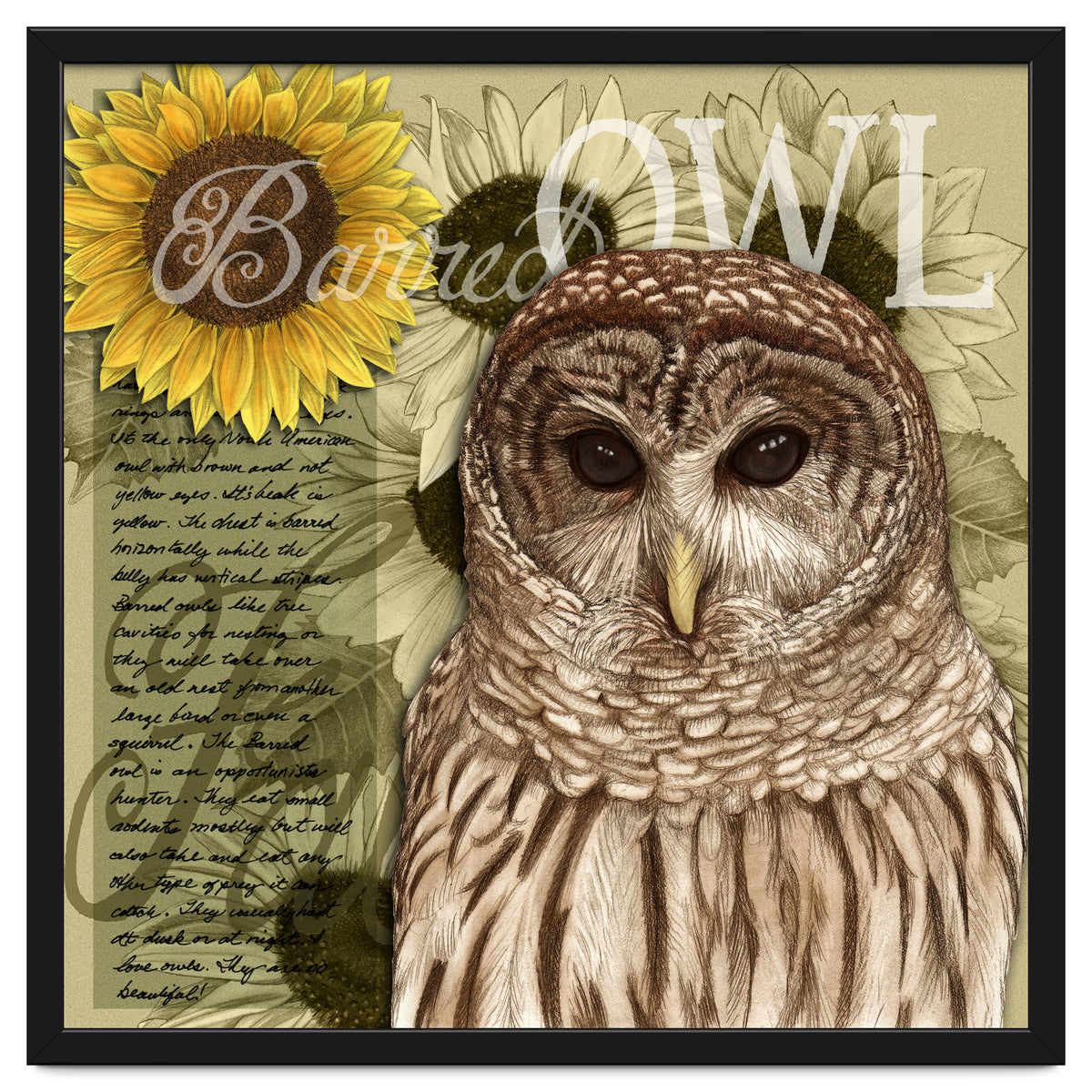Sunflowers and Barred Owl