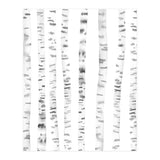 Birch Trees (Print Only) thumbnail