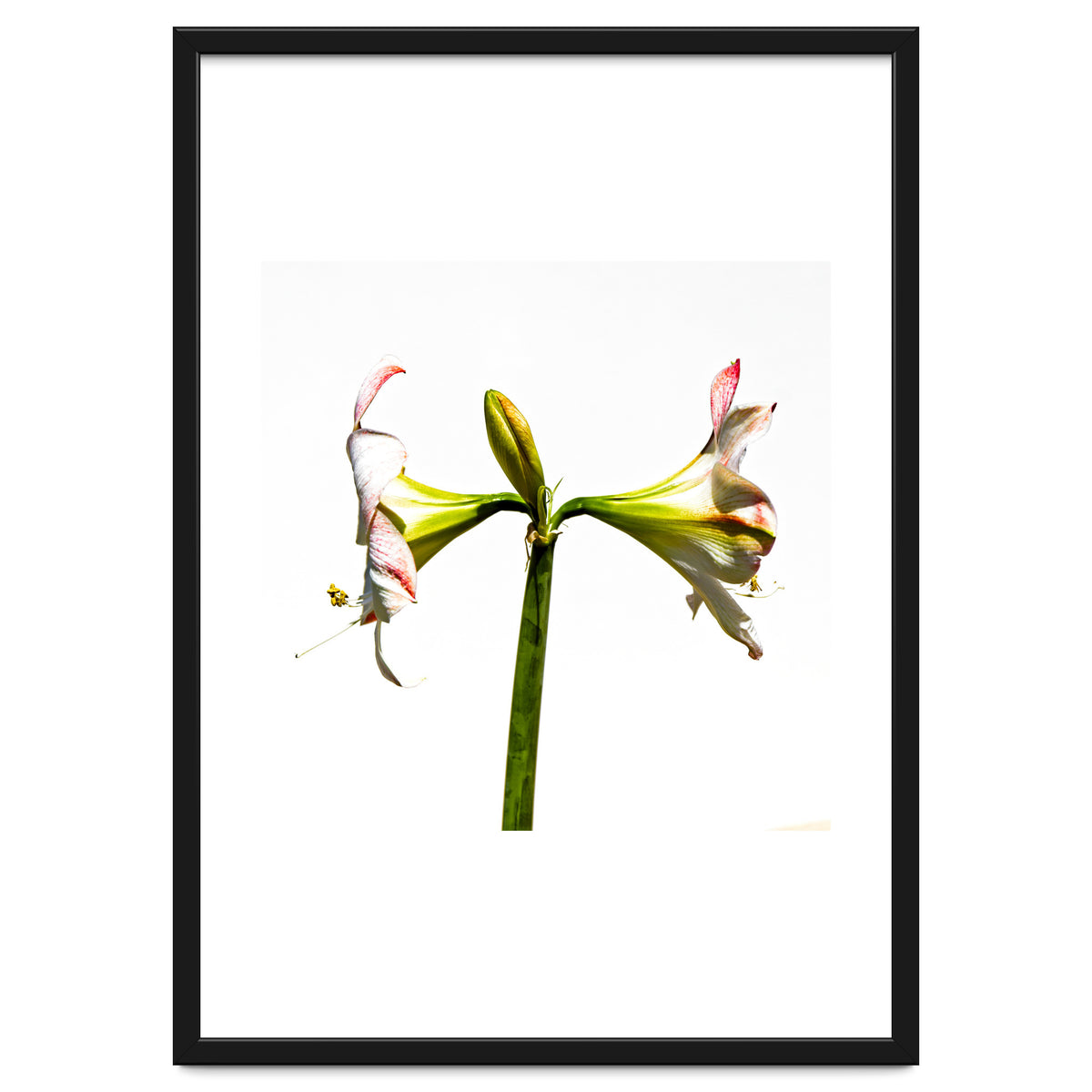 Amaryllis 3