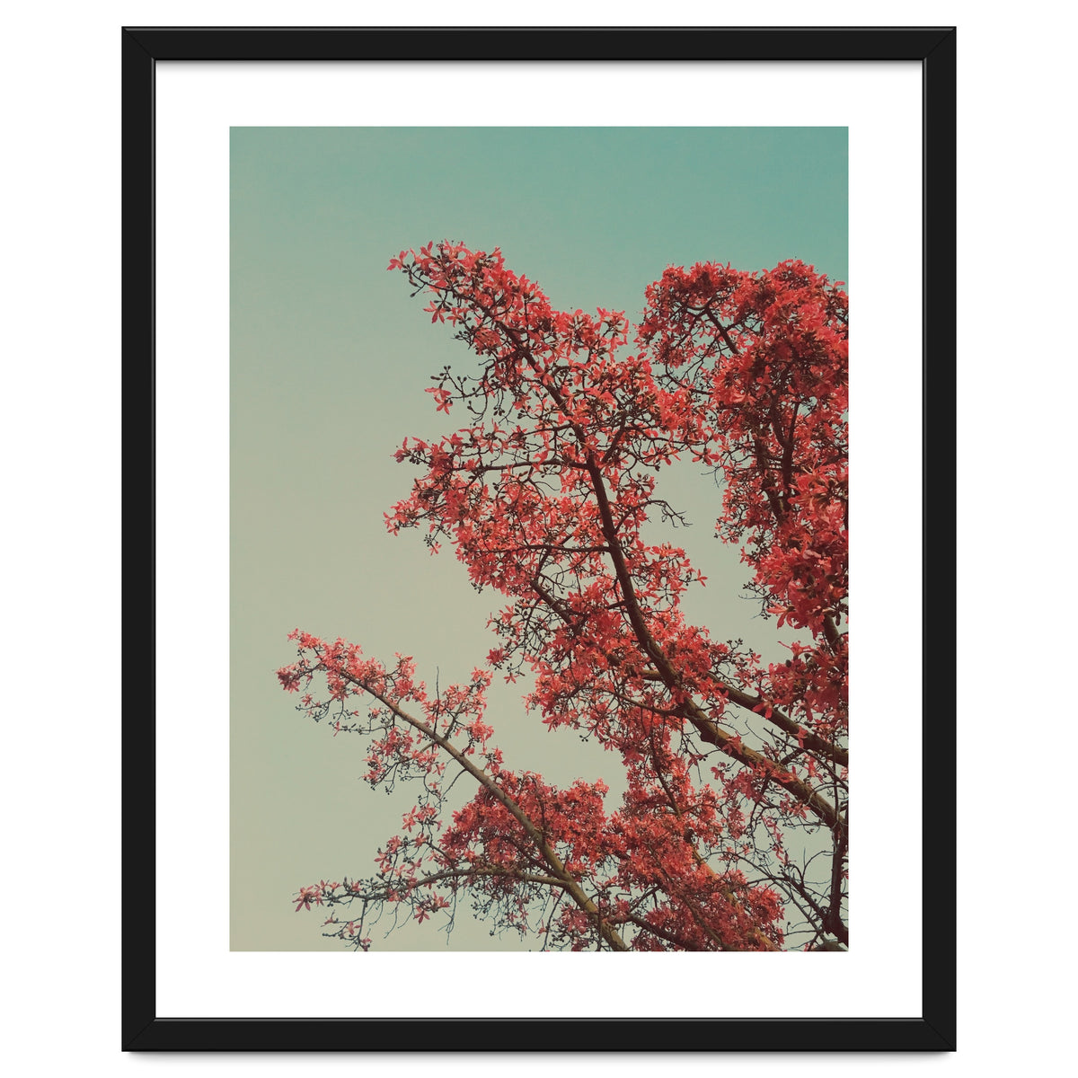 Red blossoms