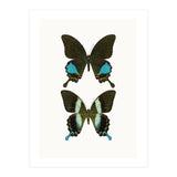 Cc Butterflies 02 (Print Only) thumbnail