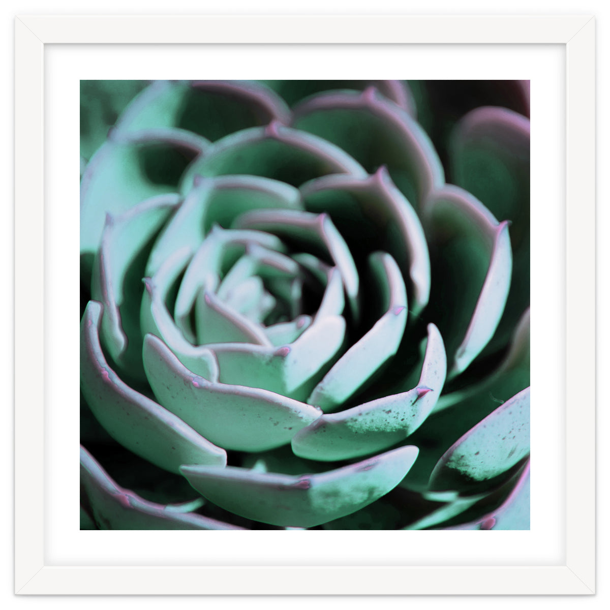 DARKSIDE OF SUCCULENTS III-A
