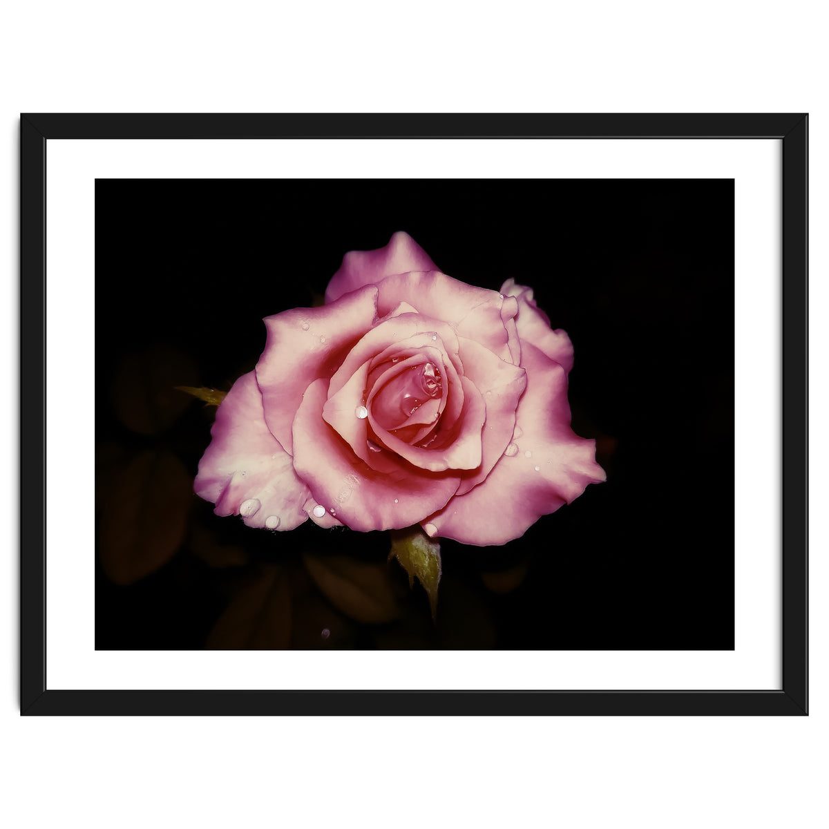 Satin Rose