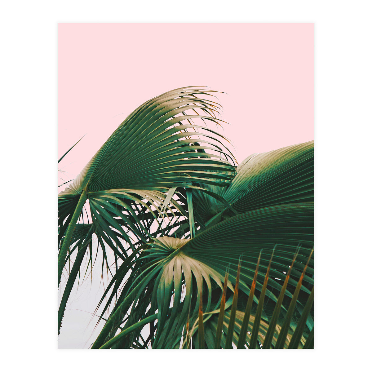 Palm Love (Print Only)