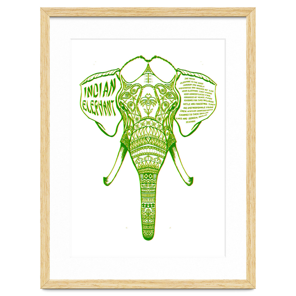 Indian Elephant