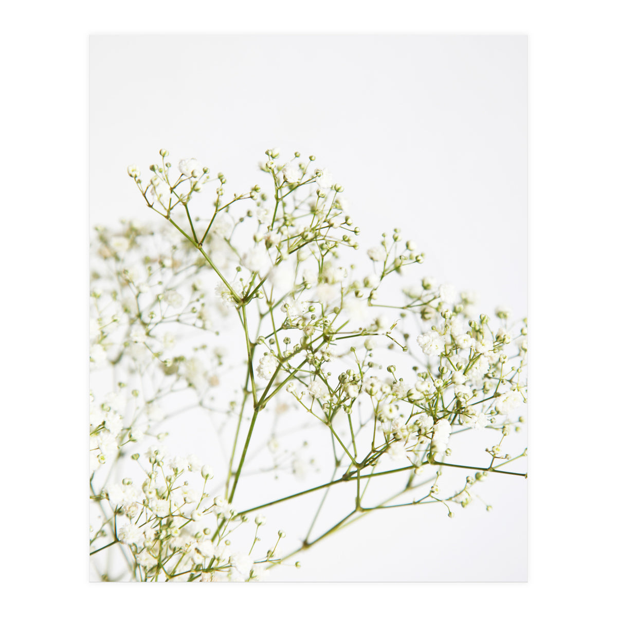 Flowers (Print Only)