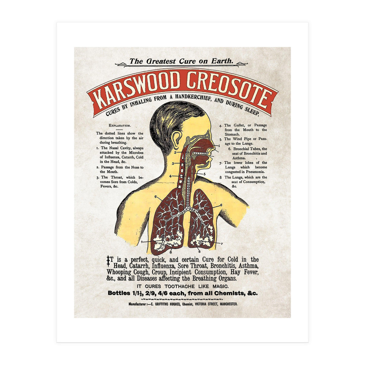 anatomy digestive system poster (Print Only)