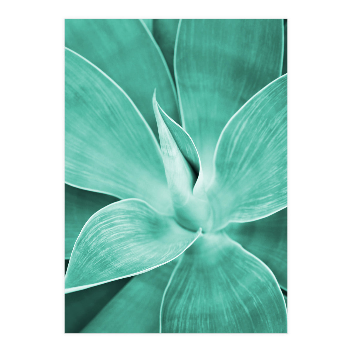 Agave (Print Only)