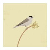 Blackcap  (Print Only) thumbnail