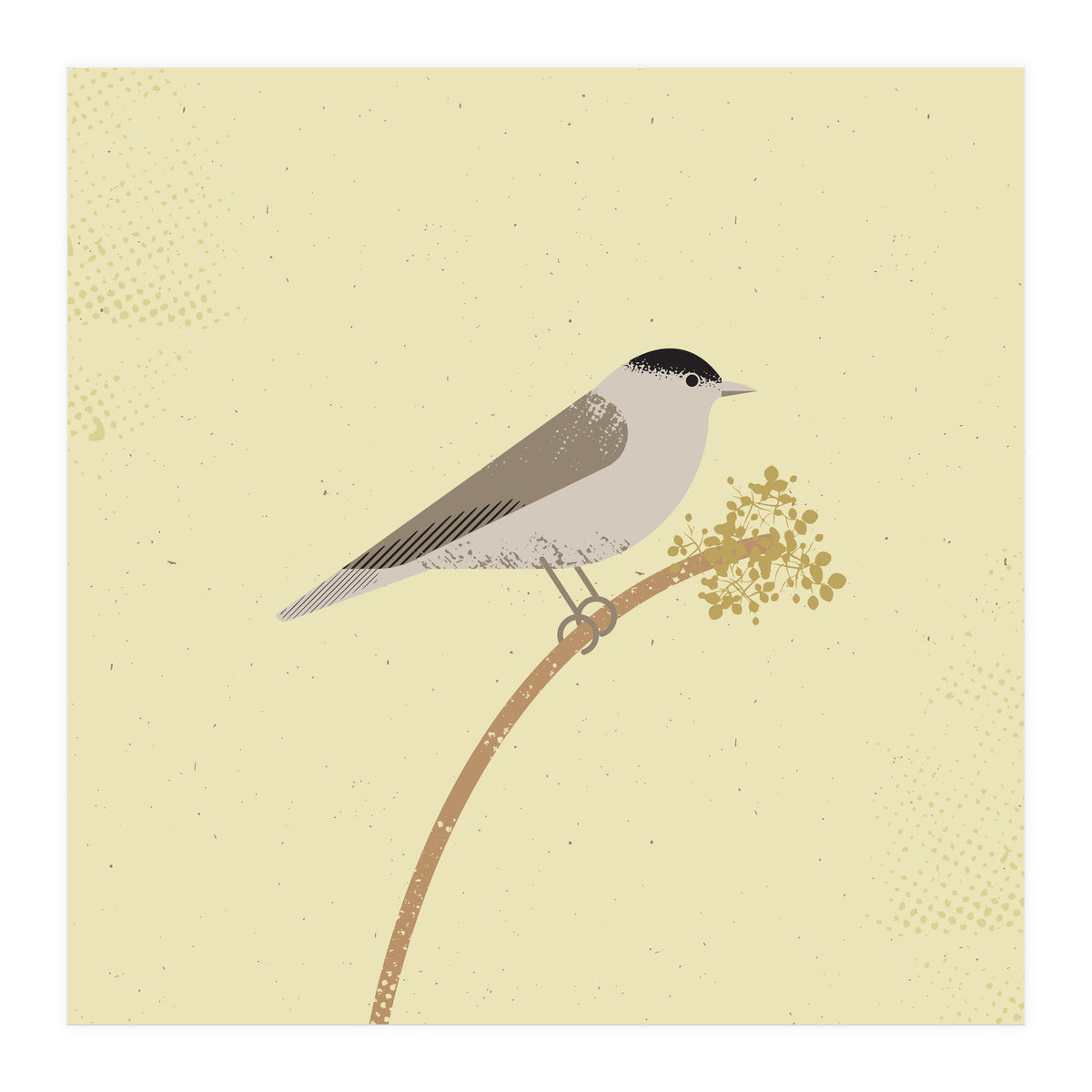 Blackcap  (Print Only)