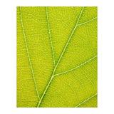Autumn Leaf (Print Only) thumbnail