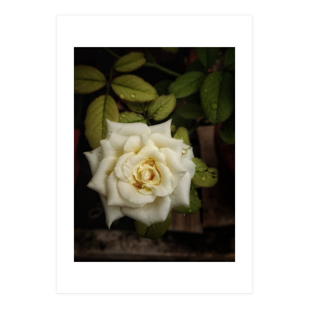 Beautiful Garden White Rose (Print Only)