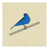 Indigo Bunting  (Print Only) thumbnail