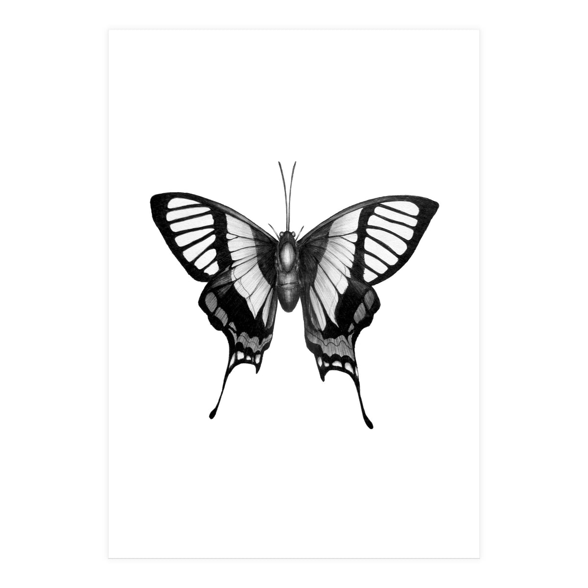 Butterfly Wings (Print Only)