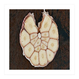 Garlic Italian Cuisine (Print Only) thumbnail