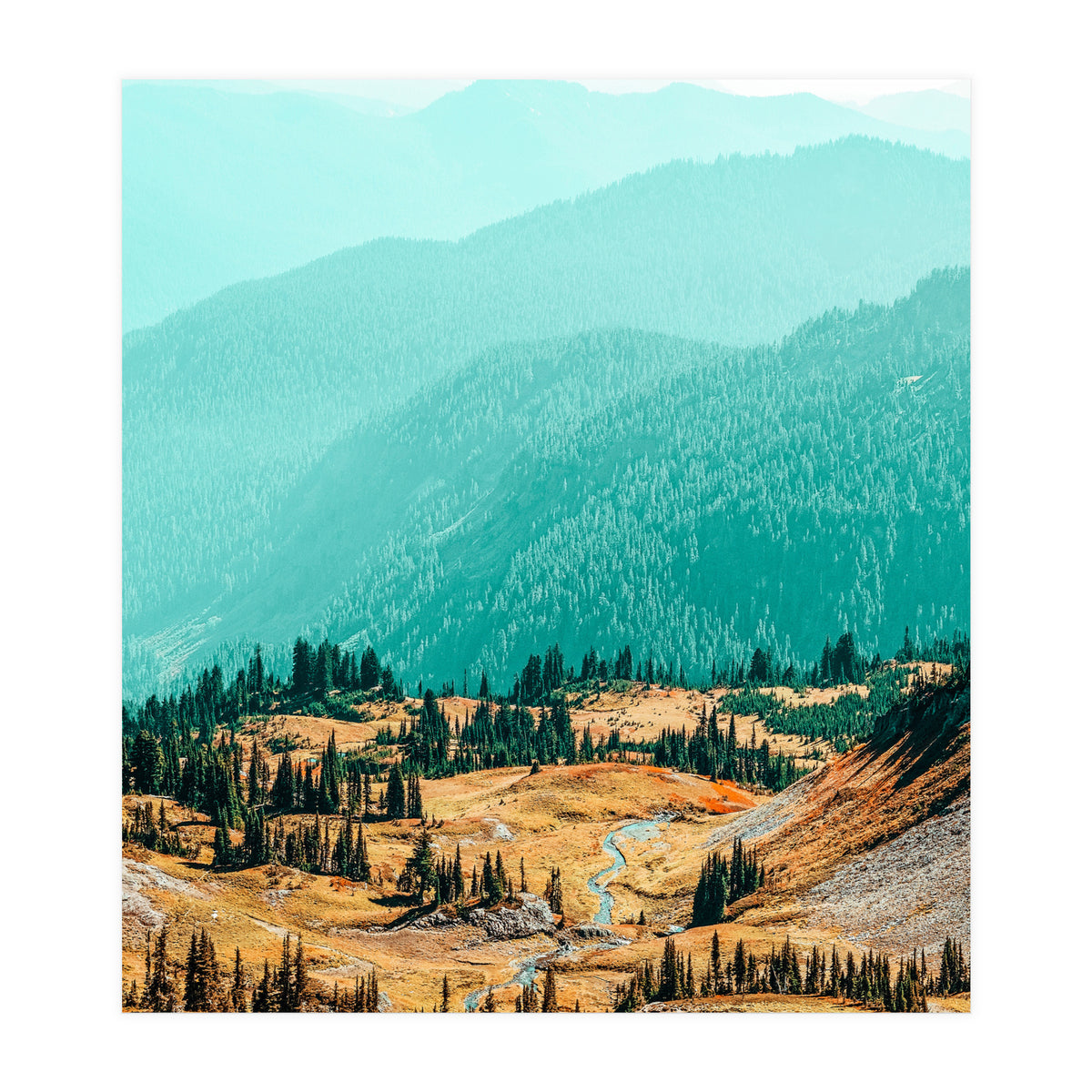 Delight Ii (Print Only)