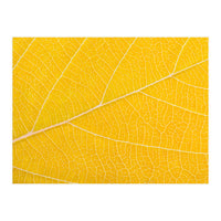 Autumn Leaf (Print Only)