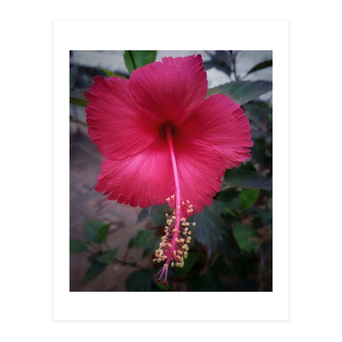Beautiful Hibiscus Flora (Print Only)