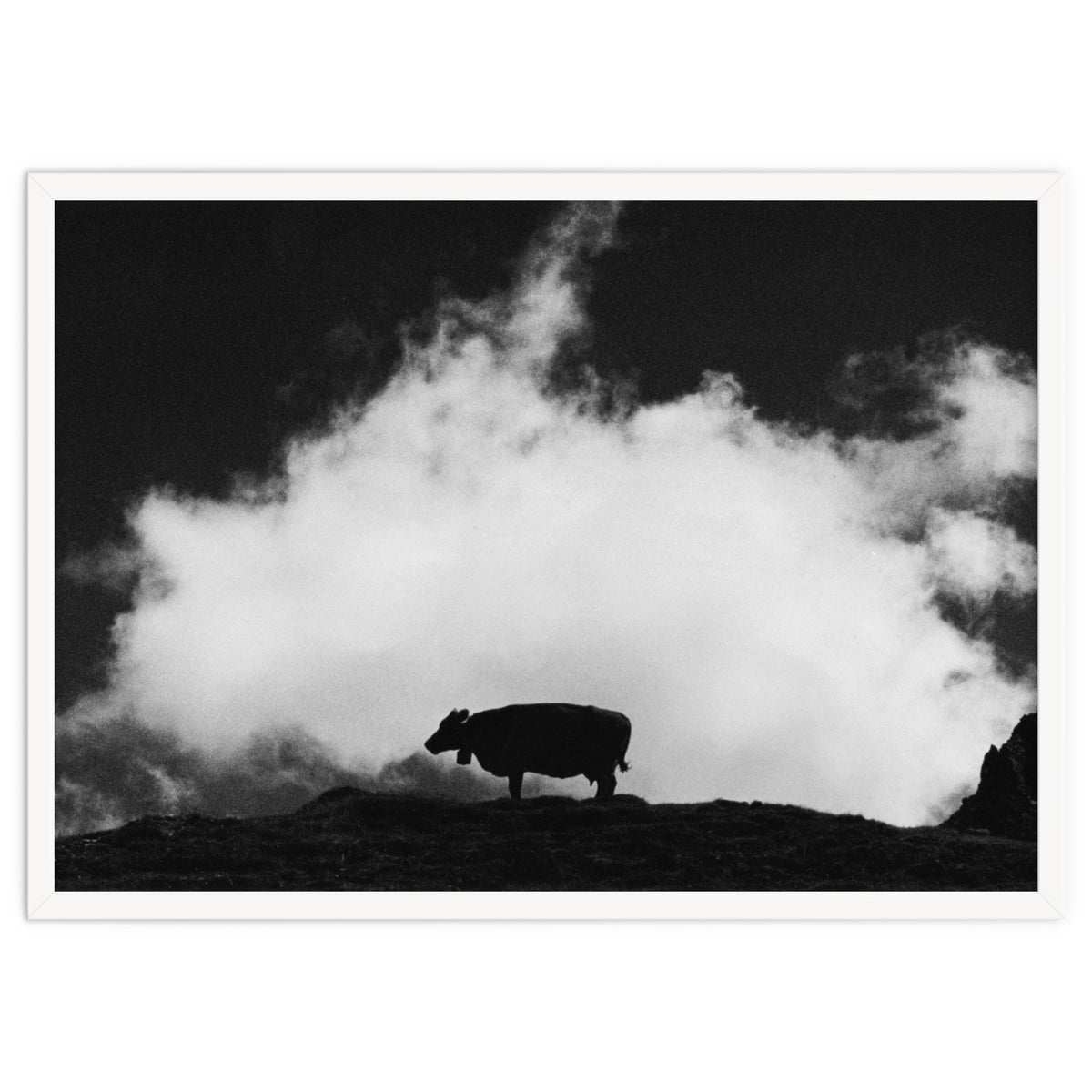 cow and cloud