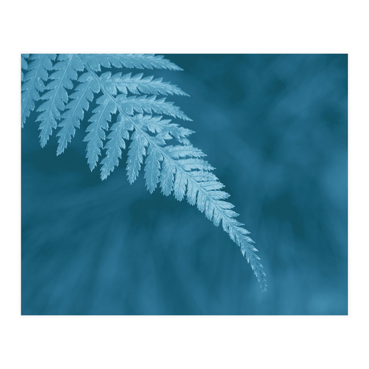 Pteridopsida 1 (Print Only)