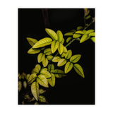 Dew Drops Leaves (Print Only) thumbnail