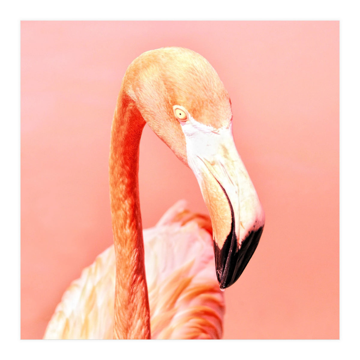 Pink Paradise (Print Only)