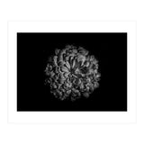 Backyard Flowers In Black And White 48 (Print Only) thumbnail