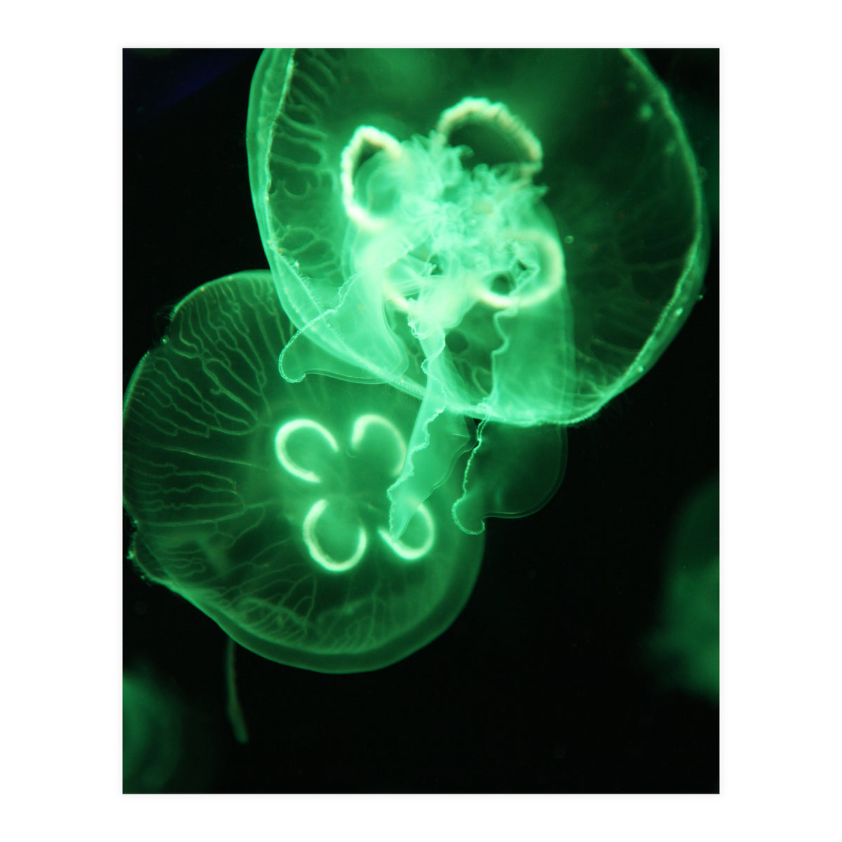 Jellyfish (Print Only)