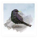 A watercolor drawing of a starling (Print Only) thumbnail