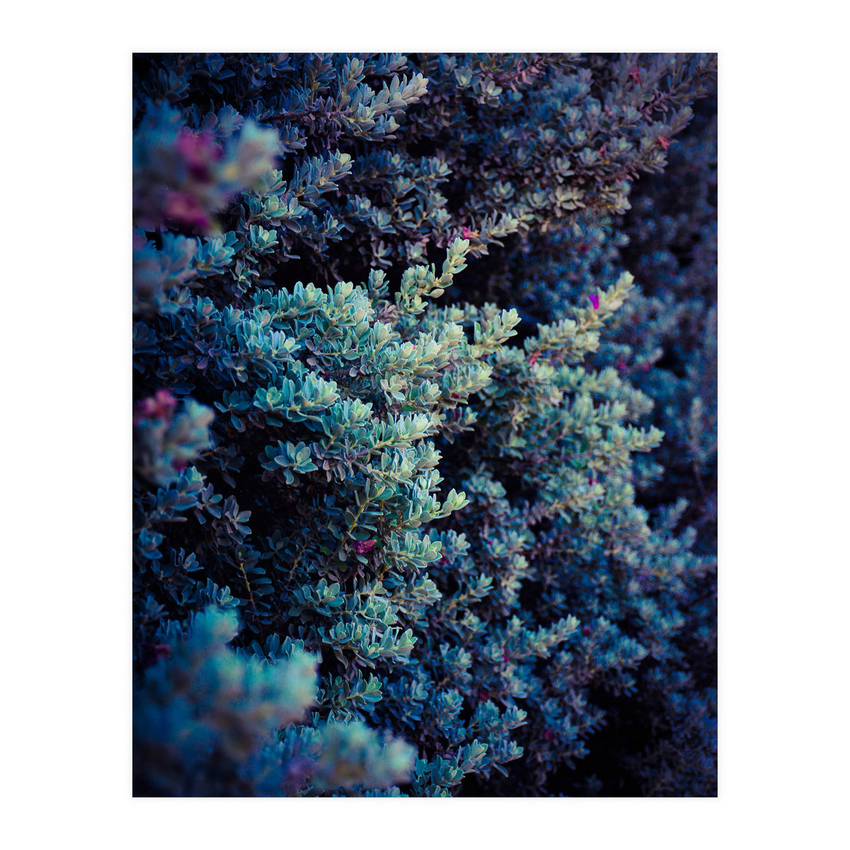 Spring (Print Only)