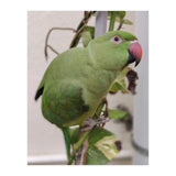 Dazzling Indian Parrot (Print Only) thumbnail