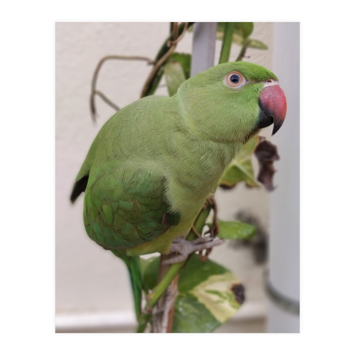 Dazzling Indian Parrot (Print Only)