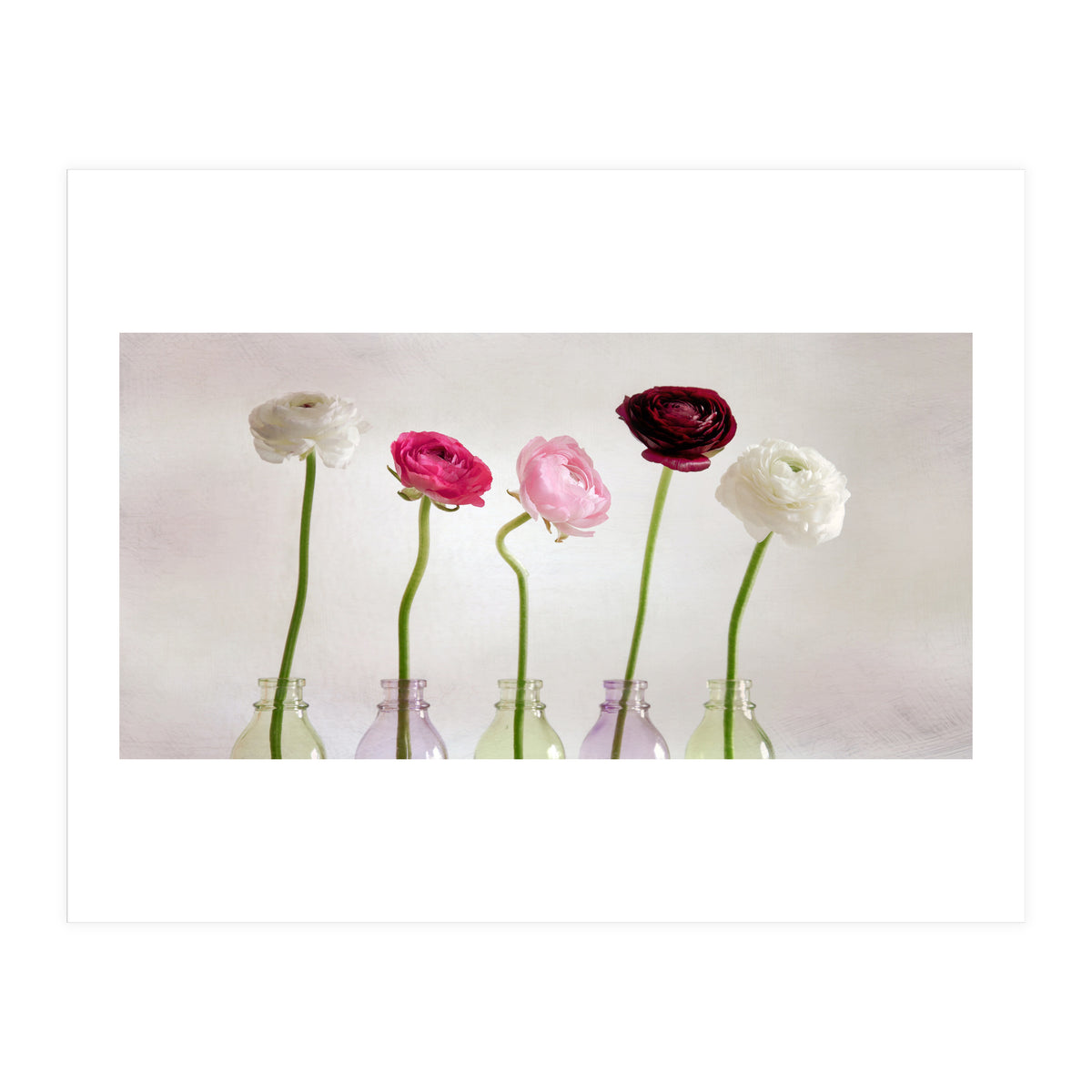 Ranunkulus (Print Only)