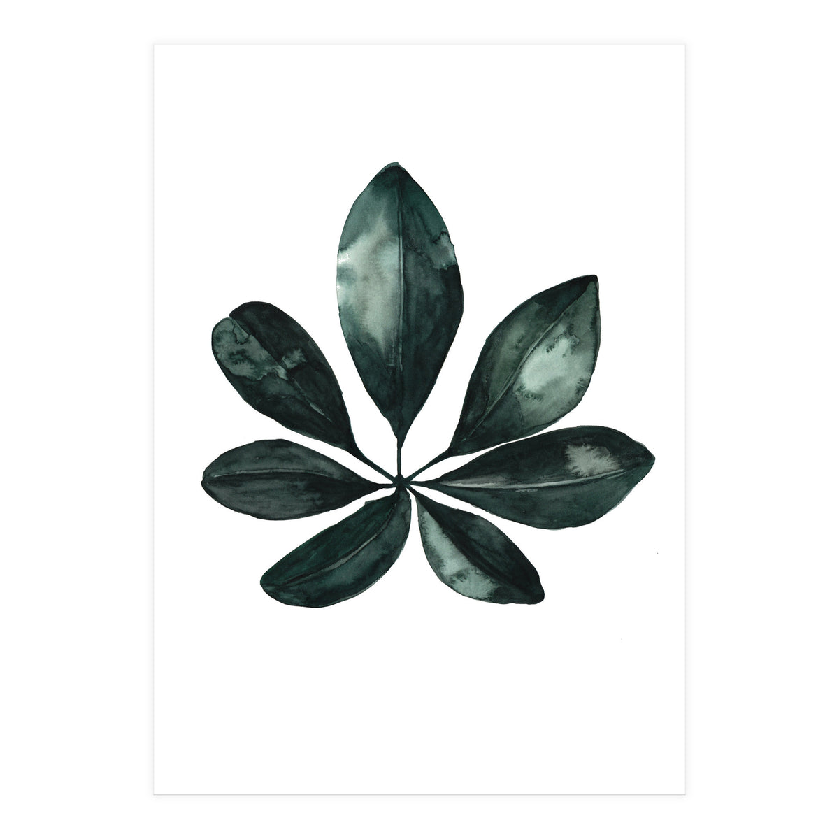 Botanical Illustration Arboricola Schefflera (Print Only)