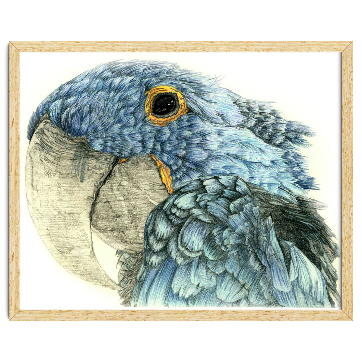 Blue Parrot