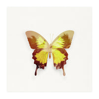 Tropical Butterfly (Print Only)