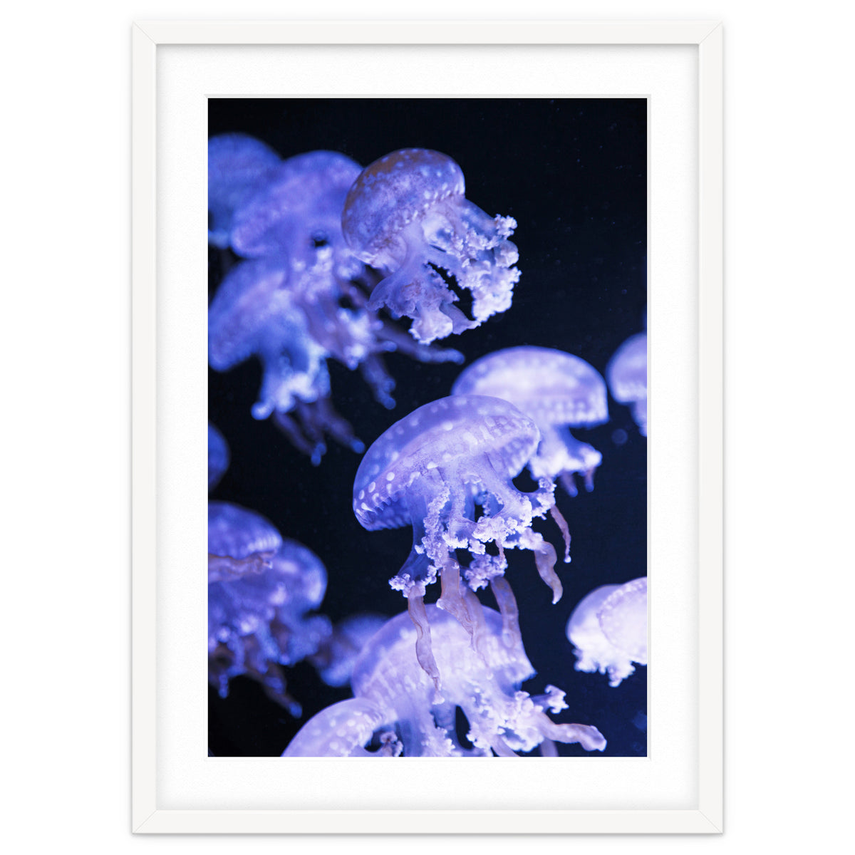 Jellyfish