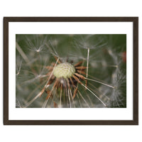 Dandelion Seeds