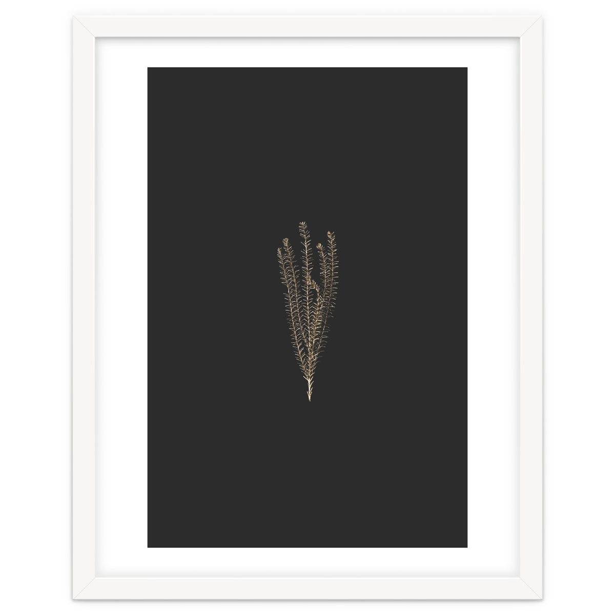 Delicate Fynbos Botanicals in Gold and Black