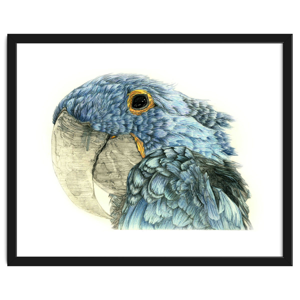 Blue Parrot