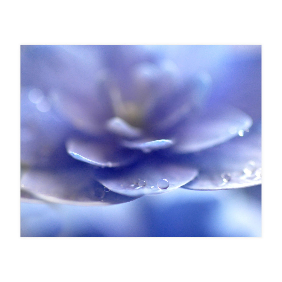 Enchantress (Print Only)