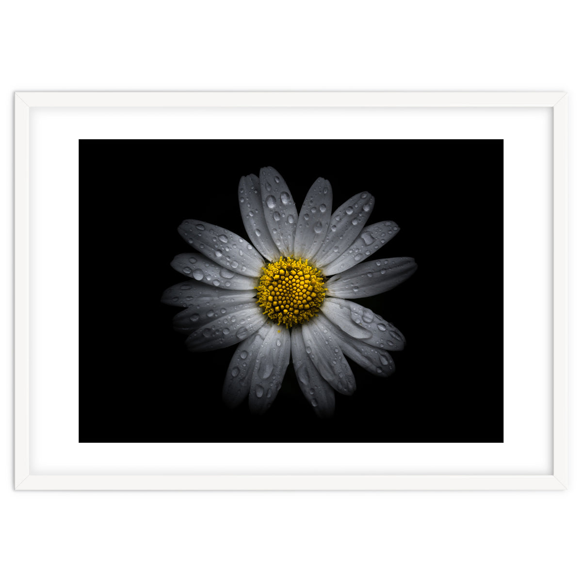 Backyard Flowers No 16 Color Version